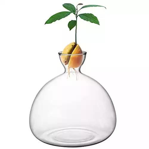 moonoom Avocado Tree Growing Kit,Avocado Seed Starter Vase,Glass Plant Pot with Avocado Stickers,Plant Indoor Grow Gardening Gifts